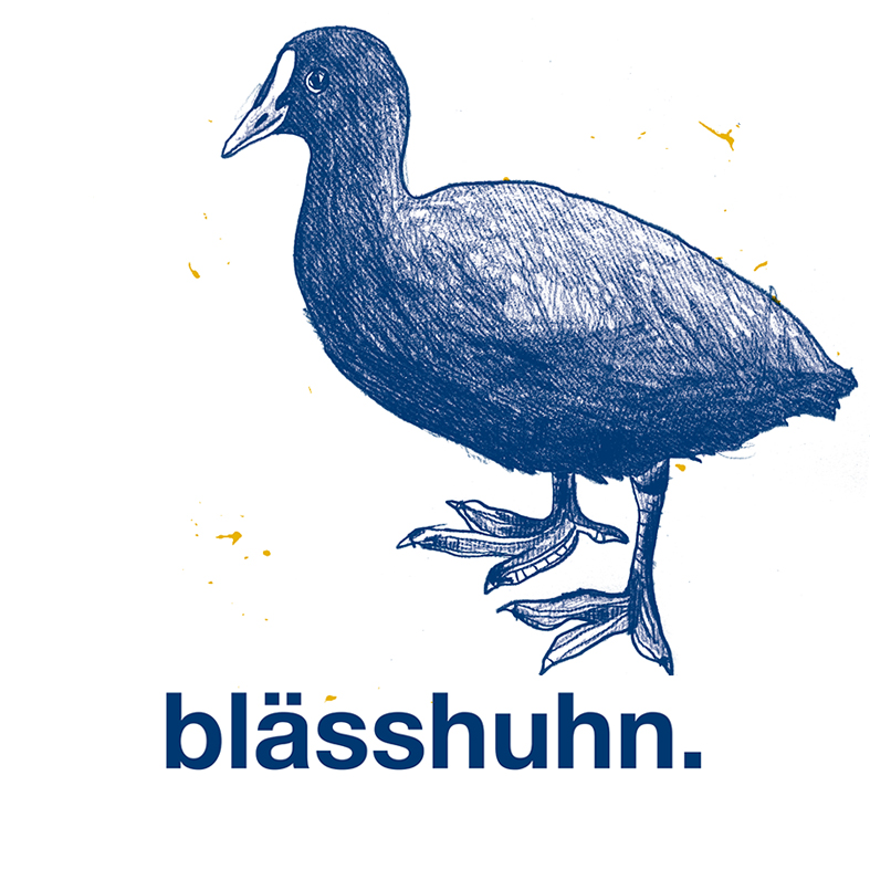 blässhuhn